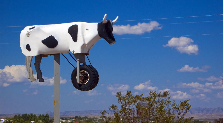 Cow Photograph - Cow Power by Skip Hunt