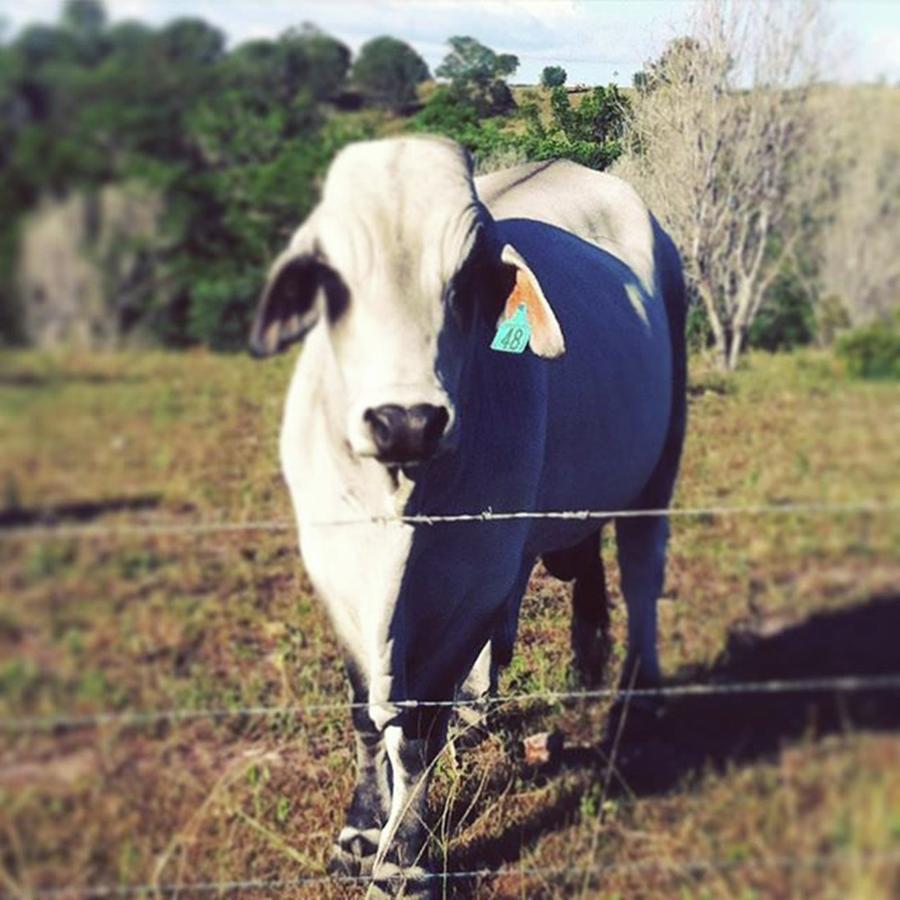 Cow Photograph - #cow #pretty #big #herveybay #queensland by Deb Billing