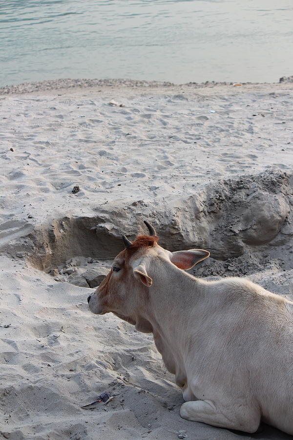Cow Resting by the Ganga, Rishikesh Photograph by Jennifer Mazzucco