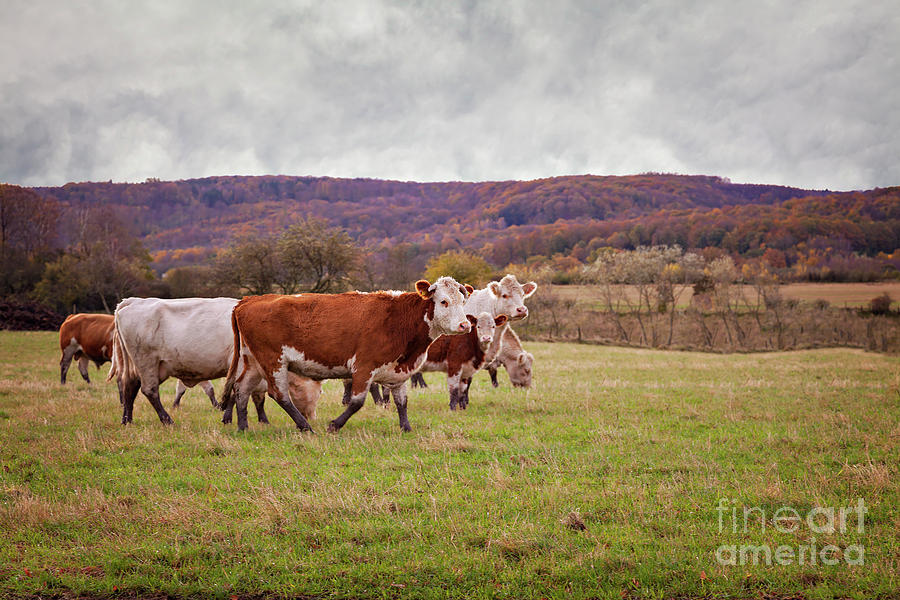 Cow sand calfs on pasture Photograph by Sophie McAulay