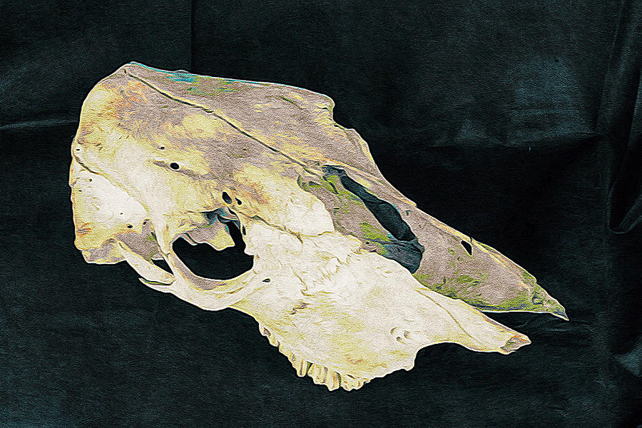 Cow Skull 6 Photograph by Ronda Broatch