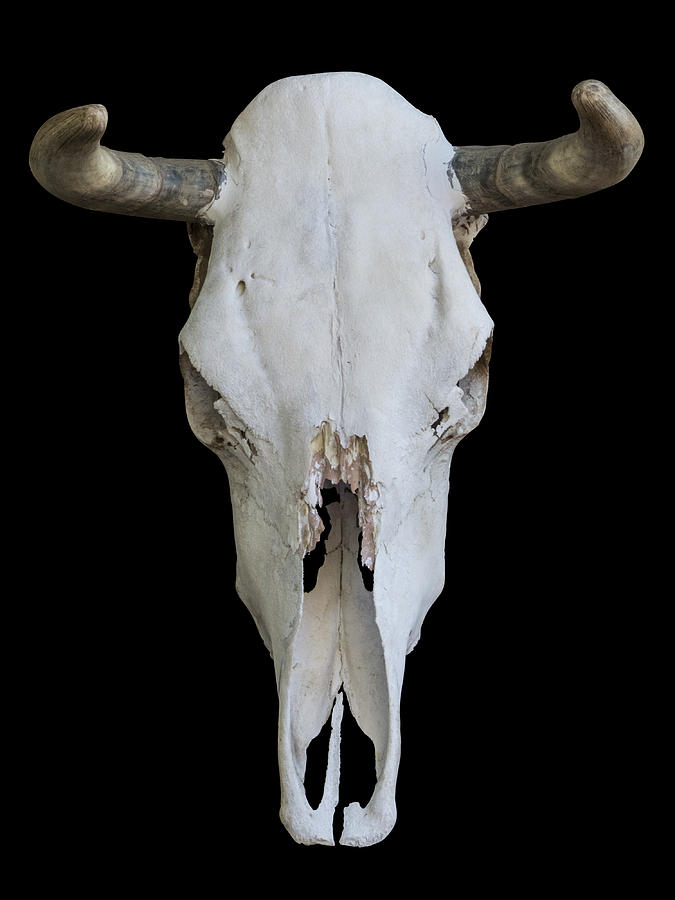 Cow Skull Knockout On Black Photograph by Gary Warnimont
