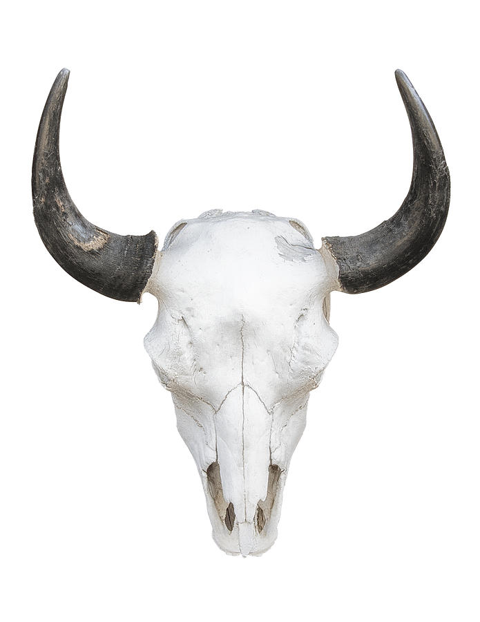 Cow Skull Knockout On White Photograph by Gary Warnimont