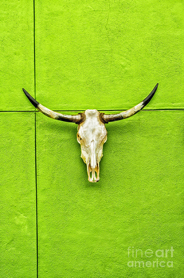 Cow Skull on Green Wall Photograph by Frances Ann Hattier