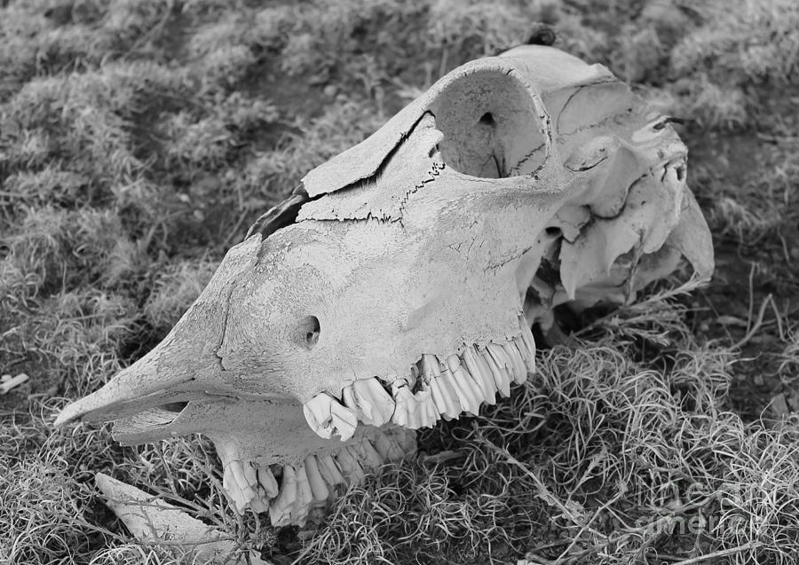 Cow skull Photograph by Pamela Walrath