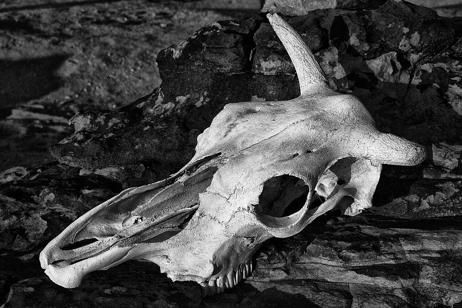 Cow Skull Photograph by Sandra Selle Rodriguez
