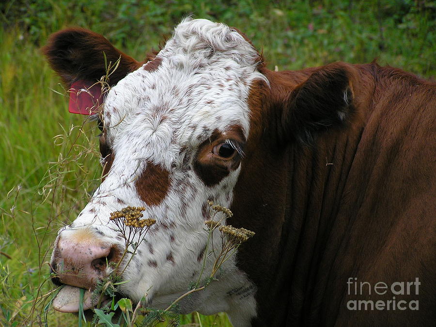 Cow Photograph - Cow Tongue by Louise Magno