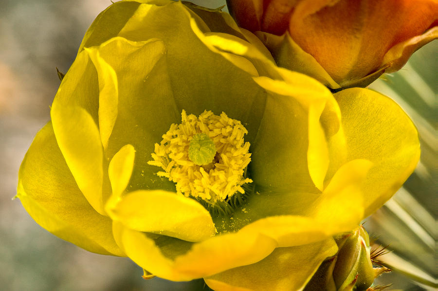 Cow Photograph - Cow Tongue Prickly Pear Blossom by Douglas Barnett