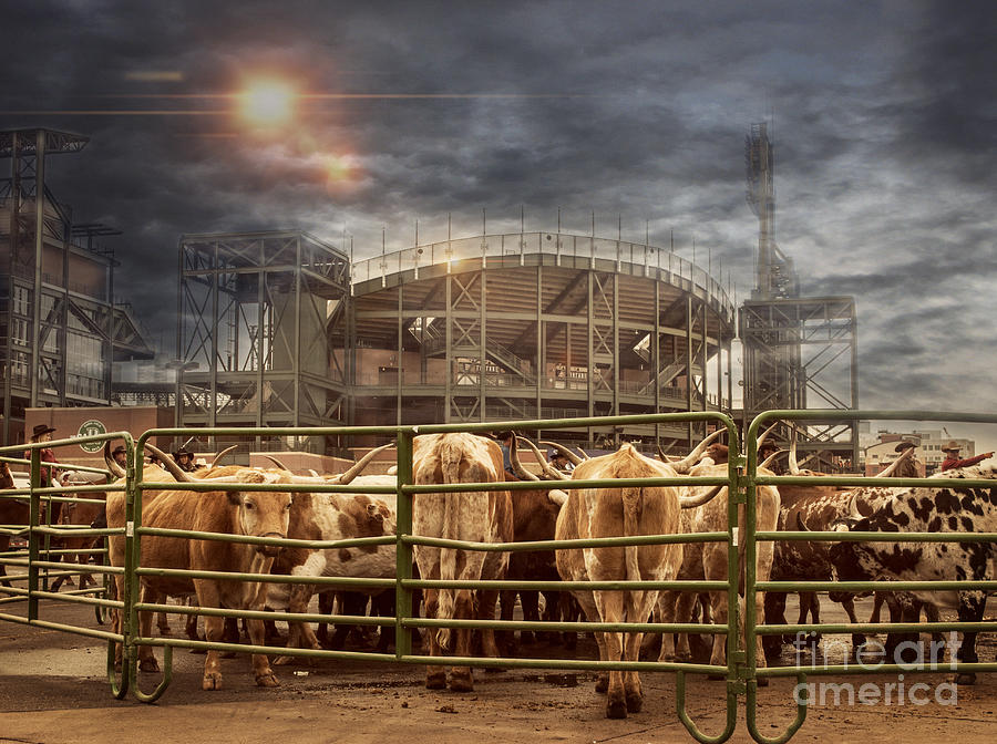 Cow Town Photograph by Juli Scalzi