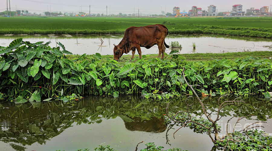 Cow Vegetations Asia  Photograph by Chuck Kuhn