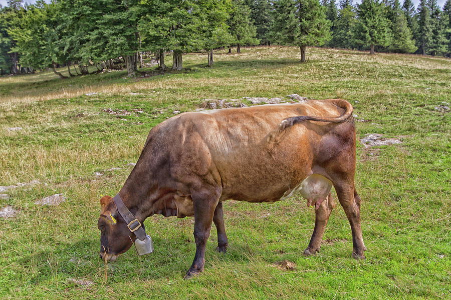 Cow Which Grazes In A Field Photograph