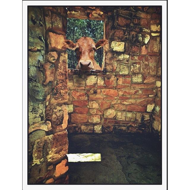 Vintage Photograph - #cow #window #vintage #architecture by Judy Green