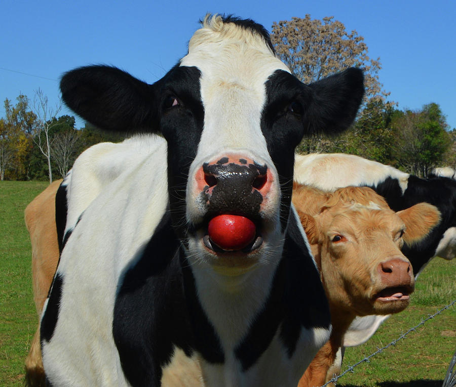 Cow With Apple Photograph by Penny Parrish Fine Art America
