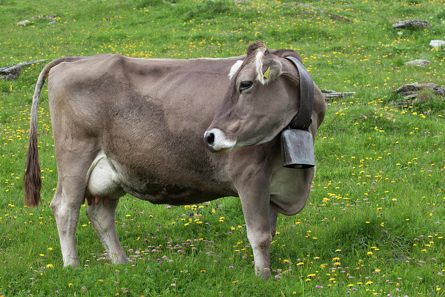 Cow with Bell Photograph by Aivar Mikko