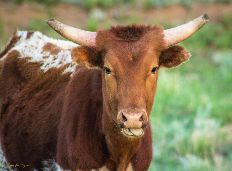 Cow with tongue Photograph by Jennifer Myers | Pixels