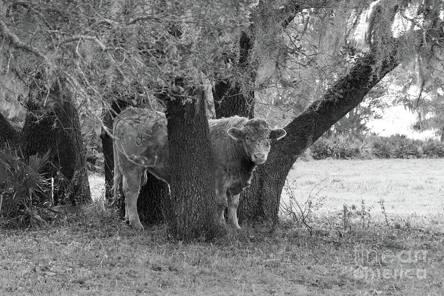 Cow With Tree, Black and White Photograph by Liesl Walsh
