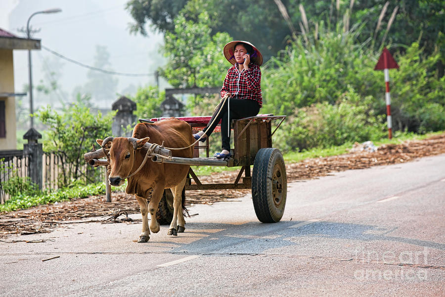 Cow, Woman, Cart, iPhone  Photograph by Chuck Kuhn