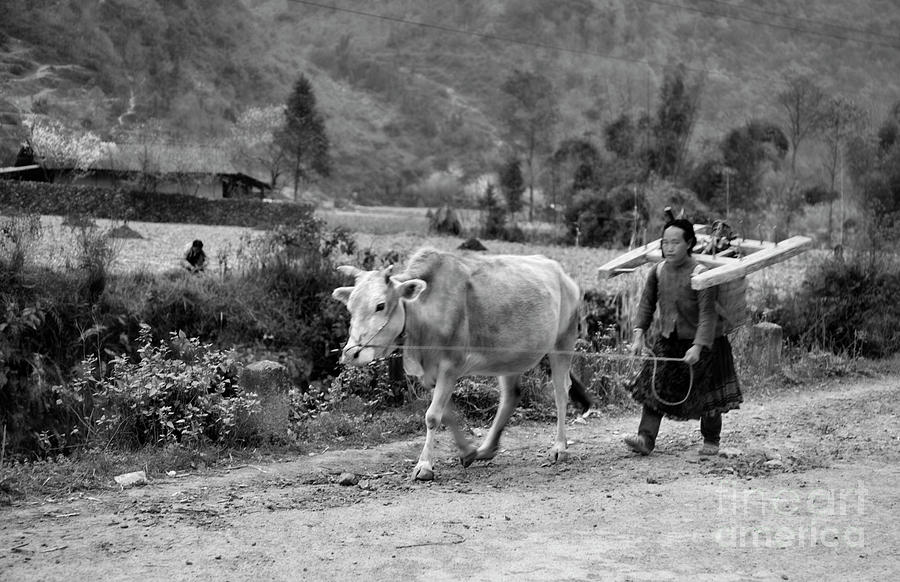 Cow, Woman End of the Day BW Photograph by Chuck Kuhn