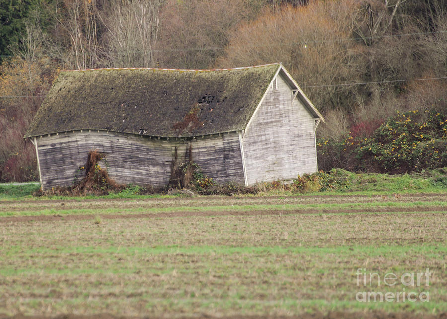 Farm Photograph - Coway-247 by Roger Patterson