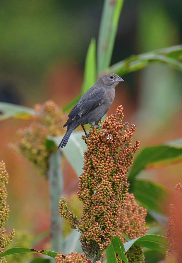 Cowbird Feasting On Milo And Shiloh Military Park In Tennessee Photograph
