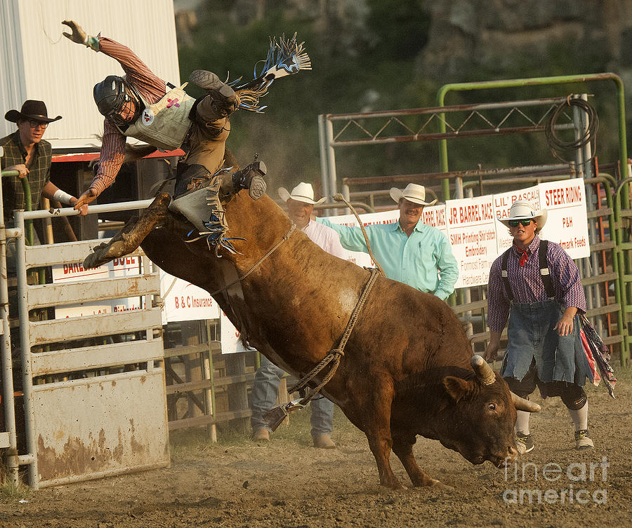 Bull Photograph - Cowboy Art 2 by Bob Christopher