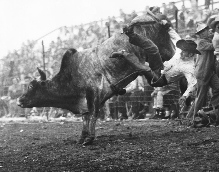 Cowboy Departing A Bull Photograph by Underwood Archives