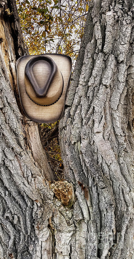 Cowboy Hat in the Oak Tree Photograph by David Millenheft