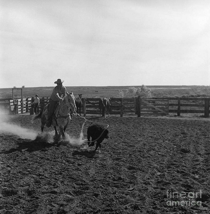 Cowboy Lassoing Calf At Rodeo, C.1960s Photograph by B. Taylor/ClassicStock