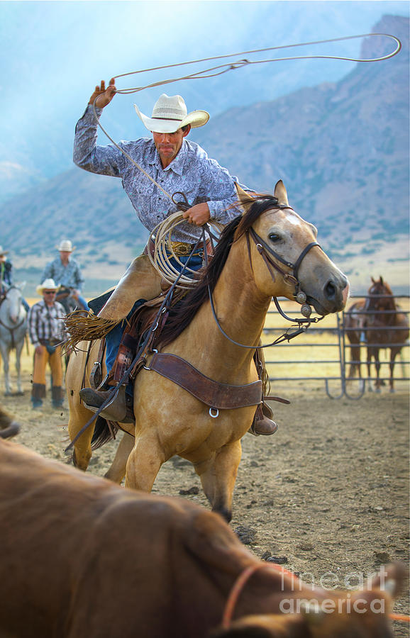Cowboy Roping A Steer Photograph