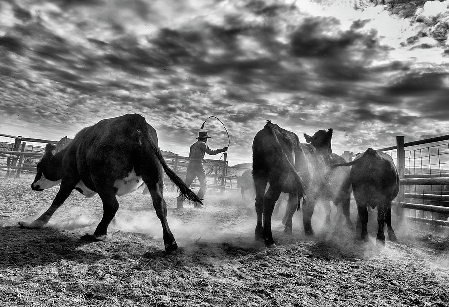 Cowboy Separating Cows Photograph by Sam Sherman