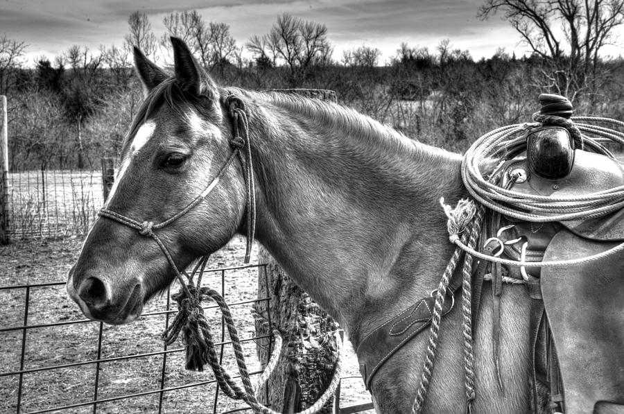 Cowboy Transportation Photograph by Jean Hutchison