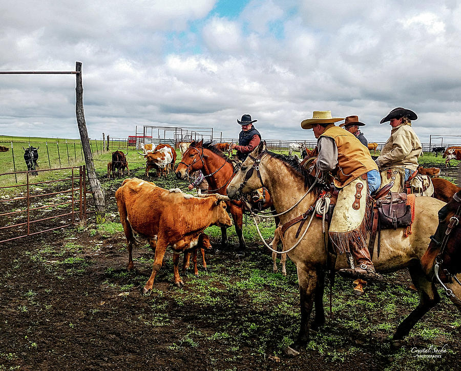 Cowboys vs Cow Photograph by Crystal Socha