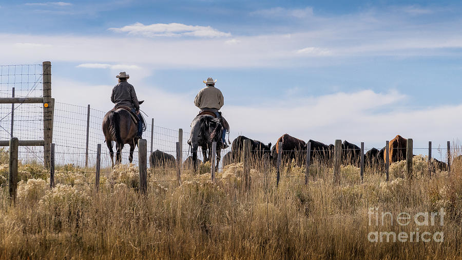Cowboys Working Photograph by Jerry Fornarotto