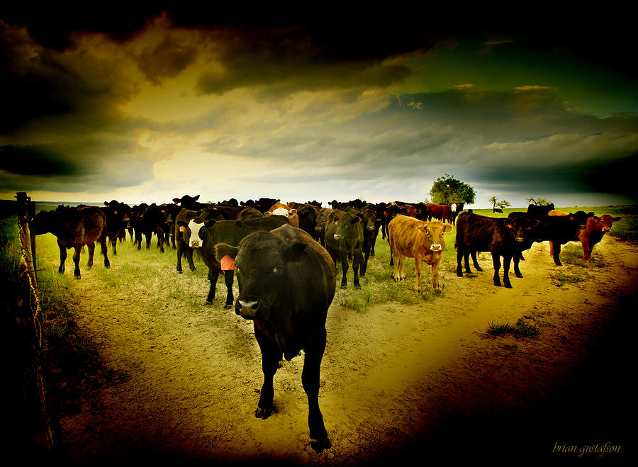 Cowfrontation Photograph by Brian Gustafson