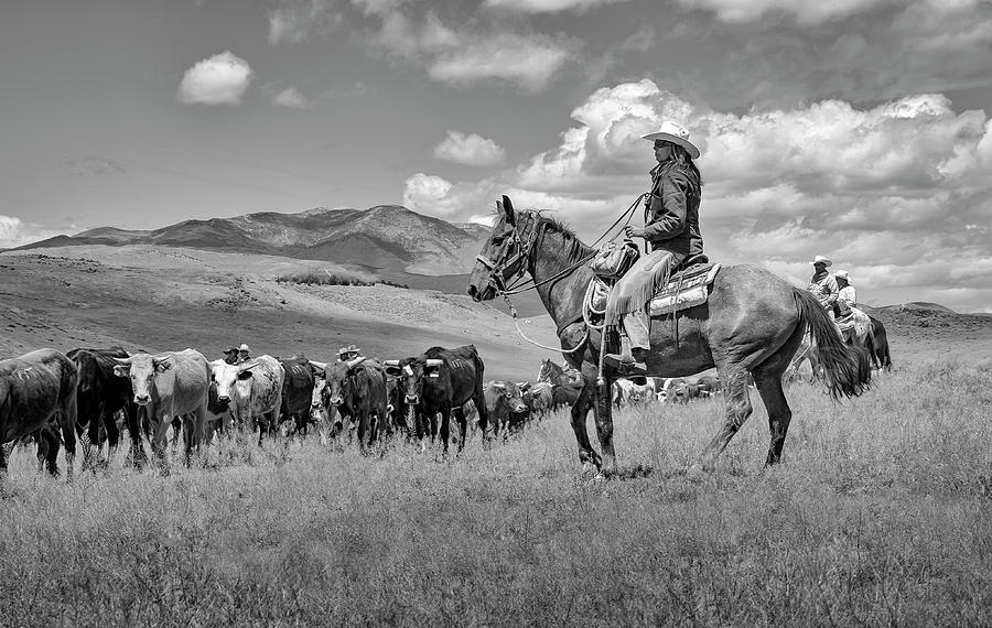 Cowgirl Driving the Herd Photograph by Rick Mosher