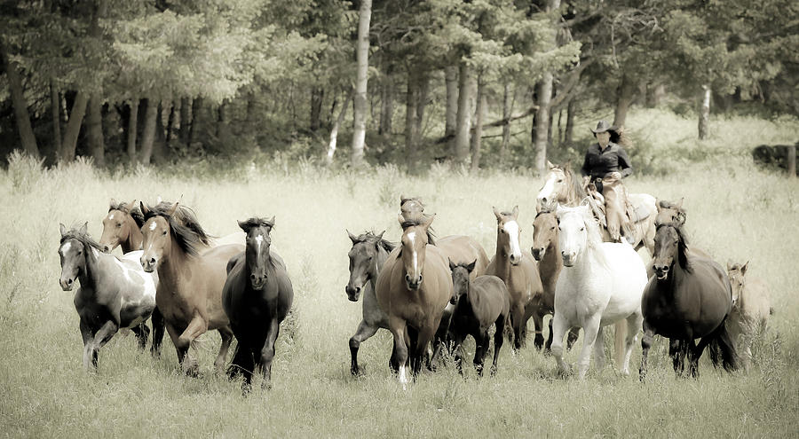 Cowgirl Horse Round Up Photograph by Athena Mckinzie
