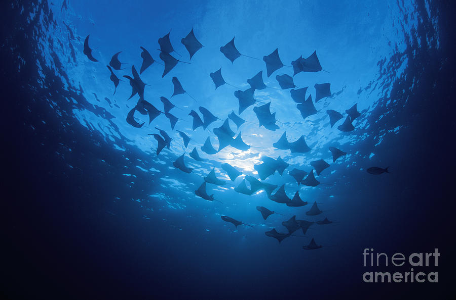 Cownose Ray School Photograph by Dave Fleetham - Printscapes