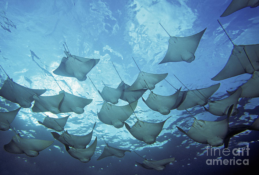 Cownose Rays Photograph by Dave Fleetham - Printscapes