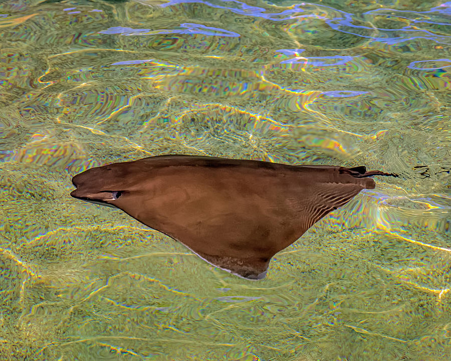 Cownose Stingray h1823 Photograph by Mark Myhaver