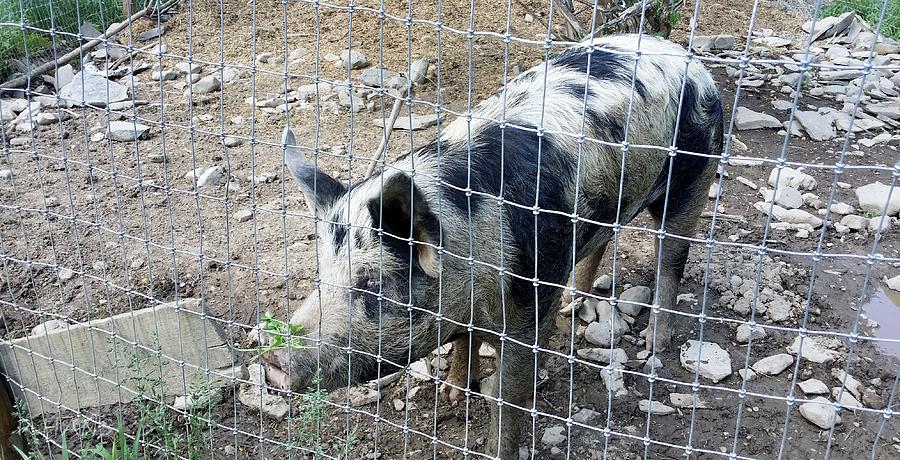 Cowpig On The Farm Photograph by Rob Hans - Fine Art America