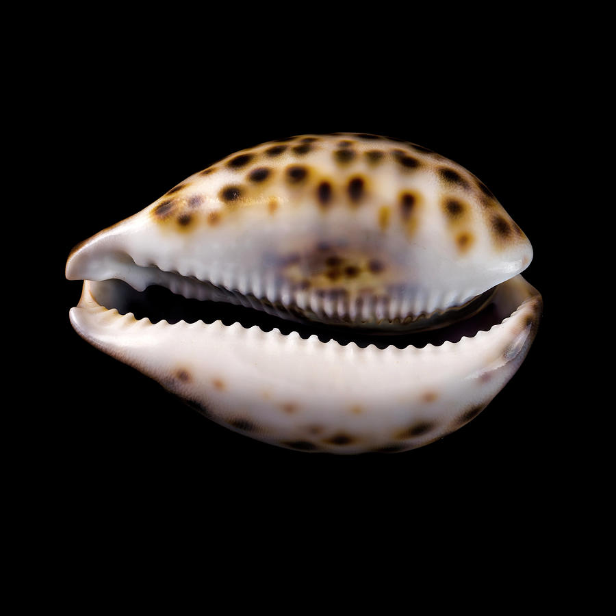 Cowry sea shell Photograph by Jim Hughes