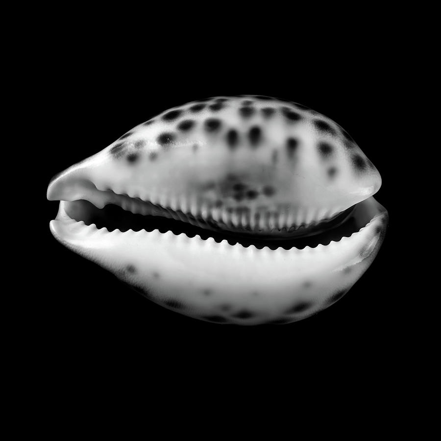 Cowry  shell in black and white Photograph by Jim Hughes