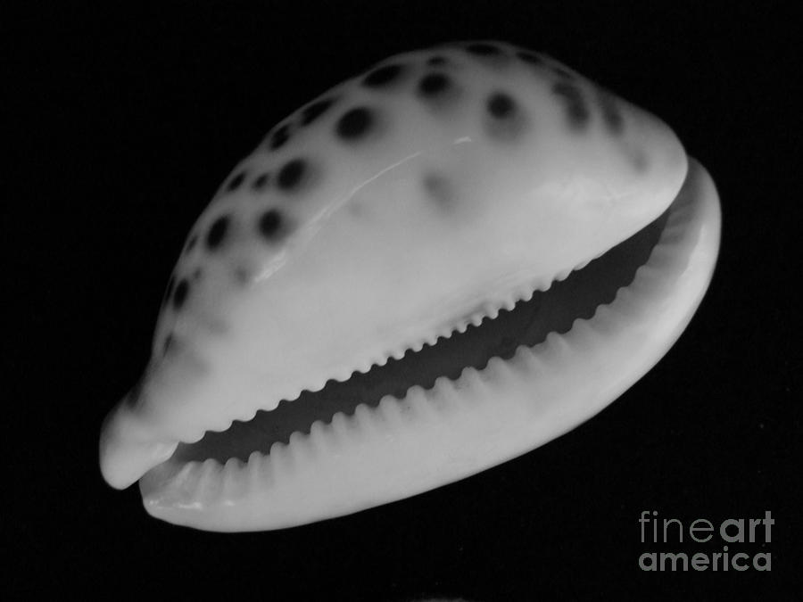 Shell Photograph - Cowry Shell in Black and White by Mary Deal