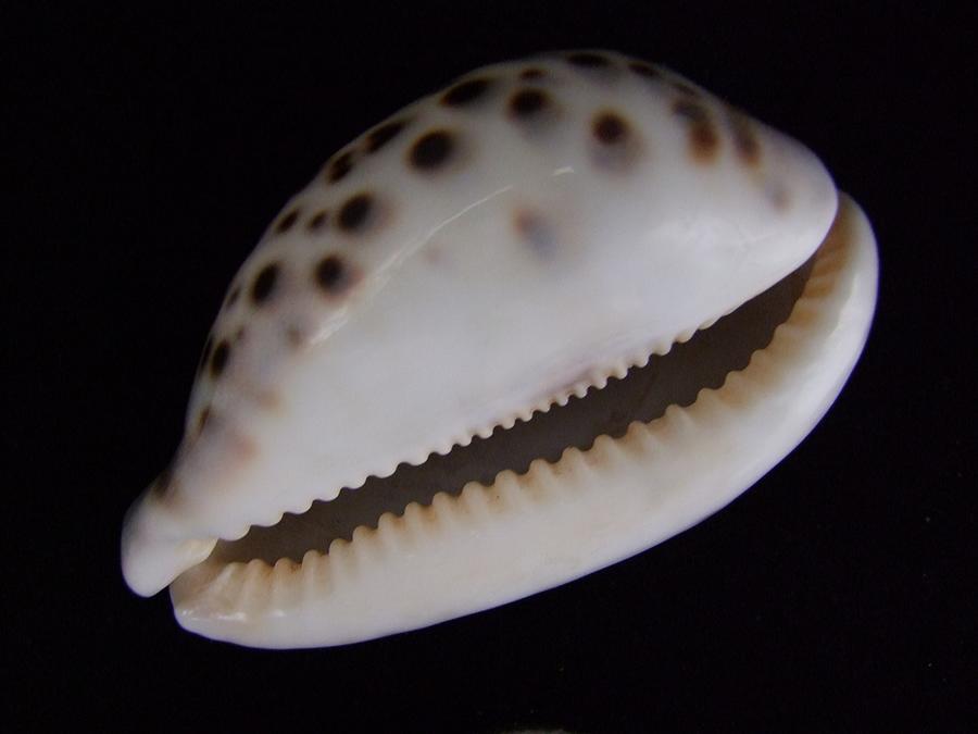 Cowry Shell Photograph by Mary Deal
