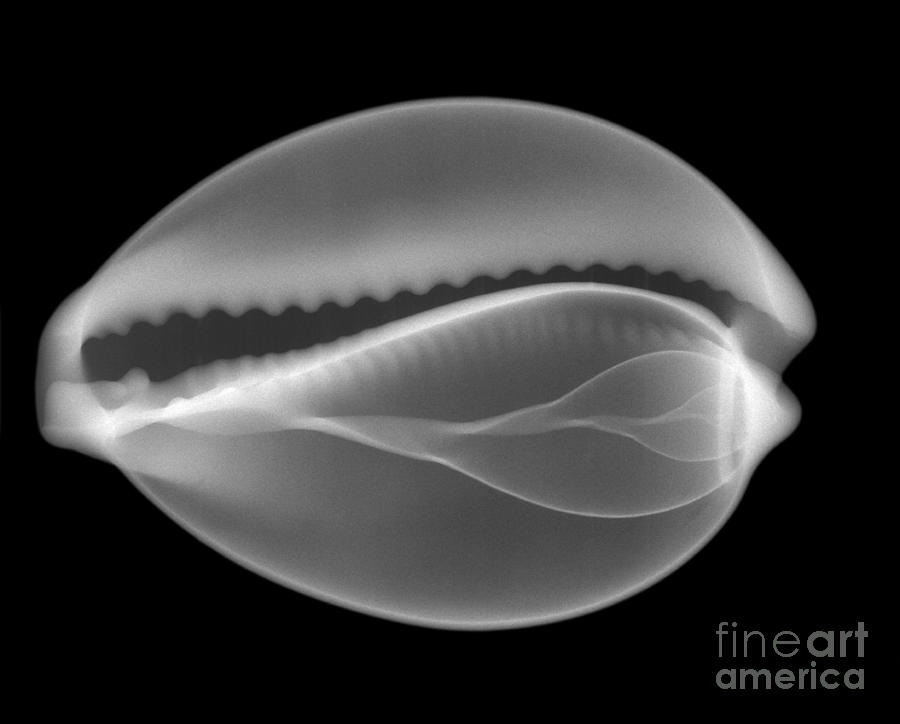 Shell Photograph - Cowry Shell by Ted Kinsman