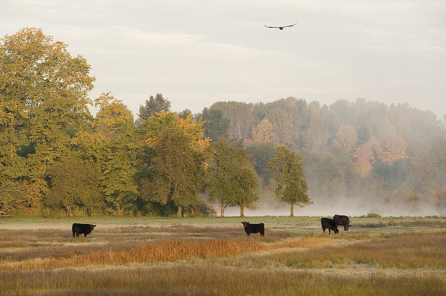 Cows - Cowichan River Estuary Photograph by Kevin Oke