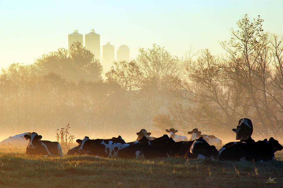 Cows After a big Breakfast Photograph by Sam Davis Johnson