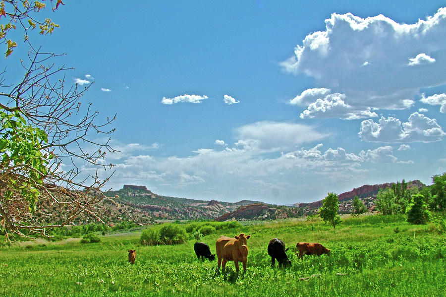 Cows along Hog Canyon Trail on Tour of the Tilted Rocks, Dinosaur National Monument, Utah Photograph by Ruth Hager