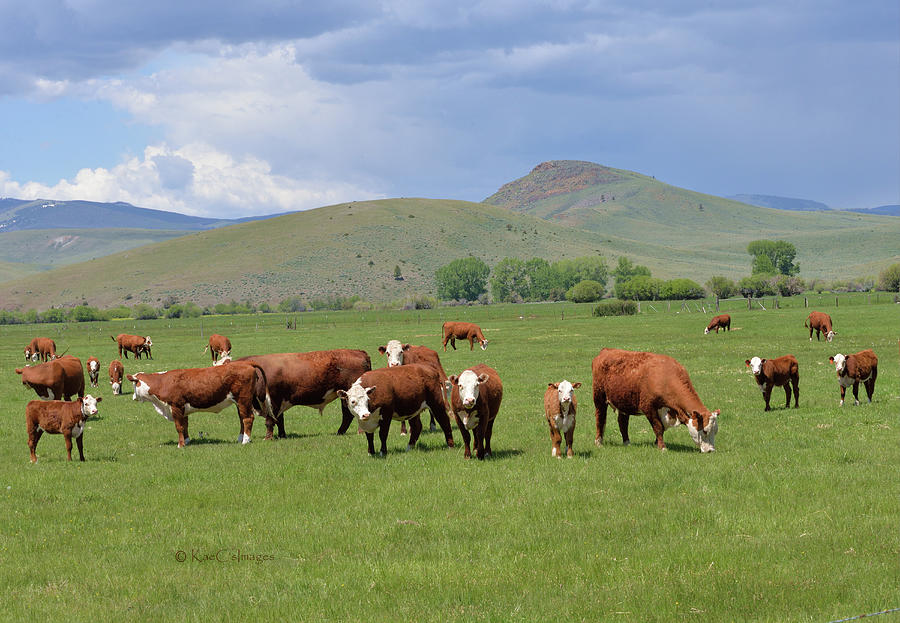 Cows and Calves Photograph by Kae Cheatham