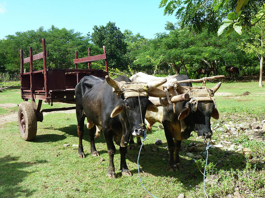 Cows and Cart Photograph by Francesca Mackenney